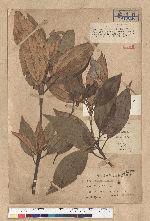 Neolitsea aciculata (Blume) Koidz. 銳葉新木薑子