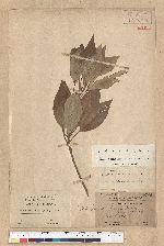 Neolitsea aciculata (Blume) Koidz. 銳葉新木薑子