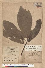 Neolitsea konishii (Hayata) Kanehira & Sasaki 五掌楠
