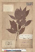 Neolitsea variabillima (Hayata) Kanehira & Sasaki 變葉新木薑子
