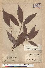 Tetradenia variabillima Hay. 變葉新木薑子