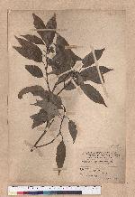 Quercus pseudolongifolia Hay.