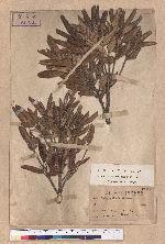 Castanopsis taiwaniana Hayata