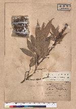 Castanopsis matsndai Hayata