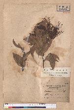 Castanopsis brevispina Hay.