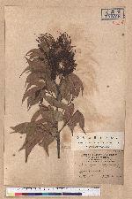 Castanopsis brevispina Hay.