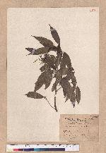 Quercus stenophylloides Hayata