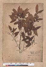 Actinodaphne morrisonensis Hayata