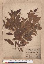 Actinodaphne morrisonensis Hayata
