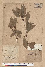 Neolitsea parvigemma (Hayata) Kanehira & Sasaki 小芽新木薑子