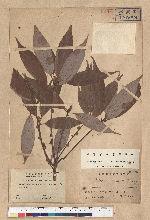 Neolitsea acutotrinervia (Hayata) Kanehira & Sasaki 銳葉新木薑子