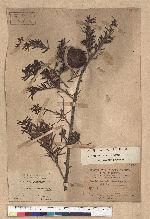 Pseudotsuga wilsoniana Hayata 臺灣黃杉(威氏帝杉)