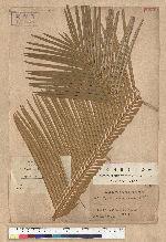 Cycas taitungensis C. F. Shen  K. D. Hill  C. H. Tsou & C. J. Chen 臺灣蘇鐵