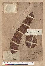 Cycas taitungensis C. F. Shen  K. D. Hill  C. H. Tsou & C. J. Chen 臺灣蘇鐵