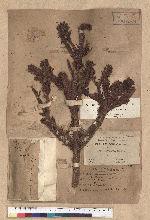 Abies kawakamii (Hayata) Ito 臺灣冷杉