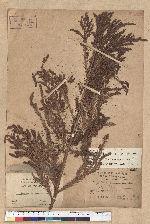 Cryptomeria japonica (L. f.) D. Don 柳杉