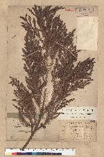 Cryptomeria japonica (L. f.) D. Don 柳杉