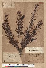 Keteleeria davidiana (Franchet) Beissner 臺灣油杉