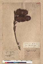 Keteleeria davidiana (Franchet) Beissner var. formosana Hayata 臺灣油杉