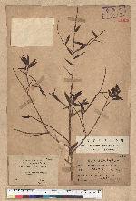 Keteleeria davidiana (Franchet) Beissner 臺灣油杉