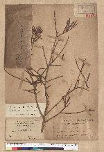Keteleeria davidiana (Franchet) Beissner 臺灣油杉