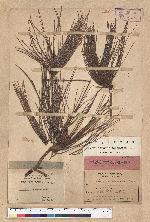 Pinus luchuensis Mayer 琉球松
