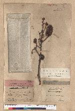 Picea glehnii Masters