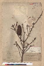 Picea morrisonicola Hayata 臺灣雲杉