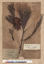 Pinus formosana Hayata 臺灣五葉松