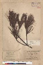Pinus formosana Hayata 臺灣五葉松