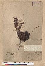 Pinus formosana Hayata 臺灣五葉松
