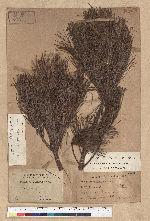 Pinus morrisonicola Hayata 臺灣五葉松