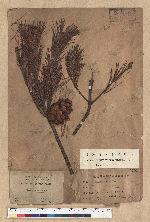 Pinus formosana Hayata 臺灣五葉松