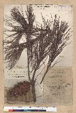 Pinus formosana Hayata 臺灣五葉松