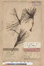 Pinus densiflora Siebold et Zucc.