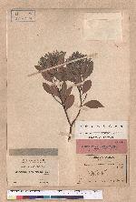 Cinnamomum doederleinii Engl.