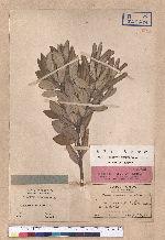 Cinnamomum sericeum Sieb. 圓葉肉桂