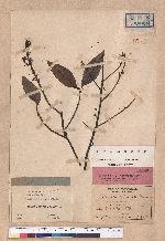 Lindera citriodora Hemsl.