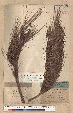 Pinus insularis Endlicher 島松