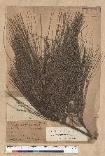 Pinus luchuensis Mayer 琉球松