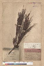 Pinus luchuensis Mayer 琉球松