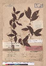 Lindera communis Hemsl. 香葉樹