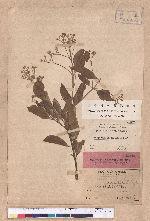 Cinnamomum doederleinii Engl.