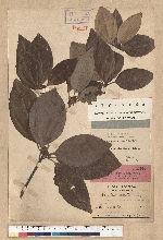 Neolitsea aciculata (Blume) Koidz. 銳葉新木薑子