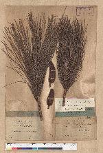 Pinus merkusii Jungh. & de Vriese