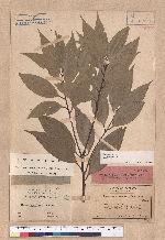 Cinnamomum loureiri Nees