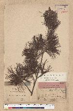 Pinus himekomatsu Miyabe et kudo
