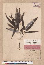 Cyclobalanopsis salicina (Blume) Oerstedt 白背櫟