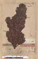 Pinus pumila (Pallas) Regel 偃松