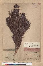 Pinus pumila (Pallas) Regel 偃松